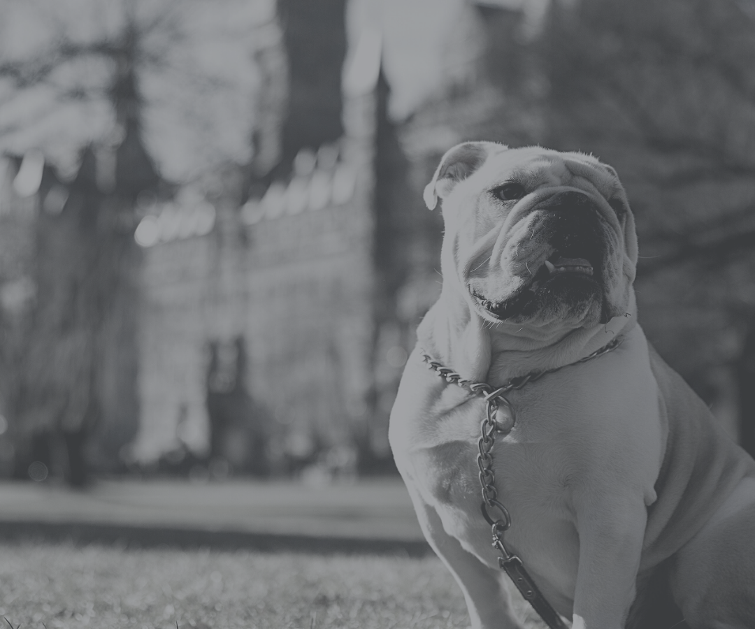 Jack the Bulldog on campus