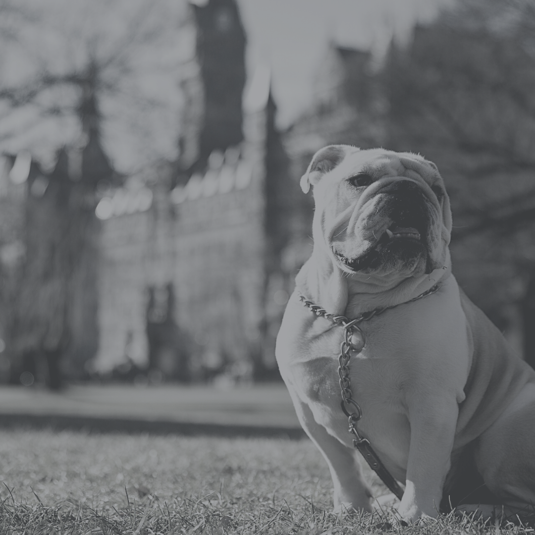 Jack the Bulldog on campus