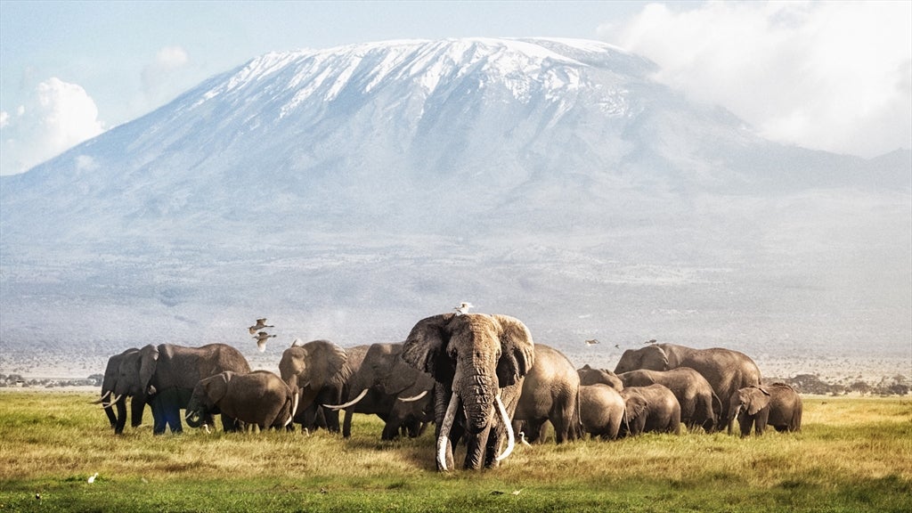 elephants on grassland with a mountain behind them