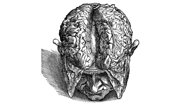 old sketch of a brain revealed from a dude's skull