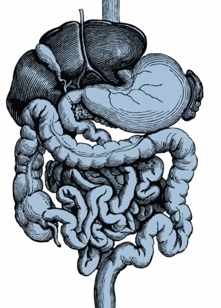 drawing of the gut and intestines