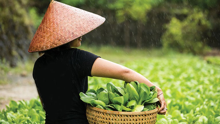 woman carrying vegetables picked from the field