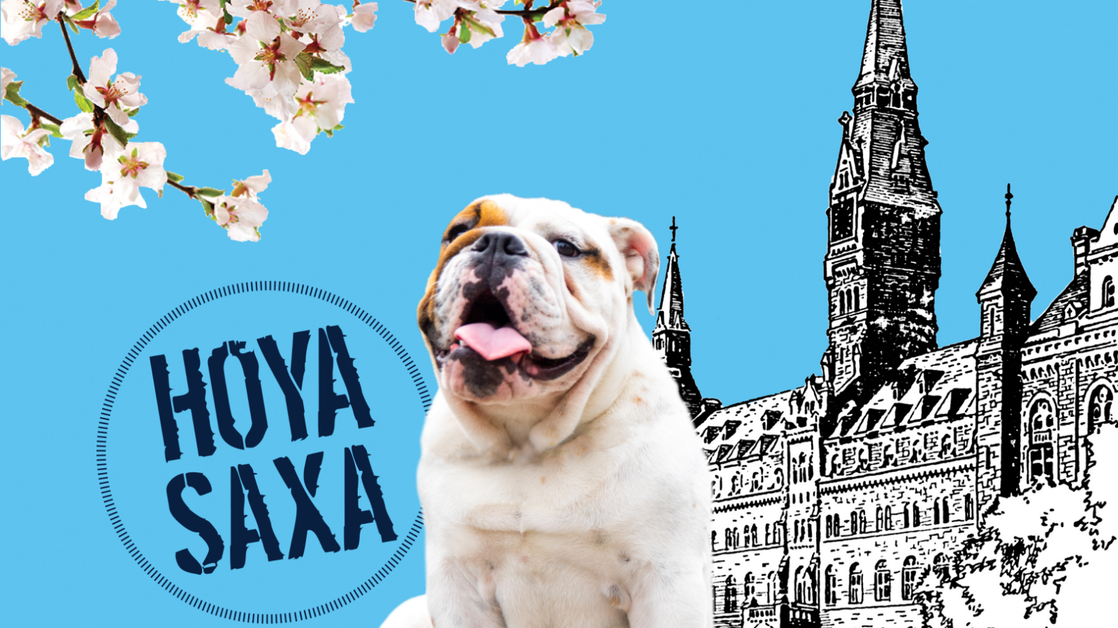 an illustration featuring Jack the Bulldog, cherry blossoms, and Healy Hall