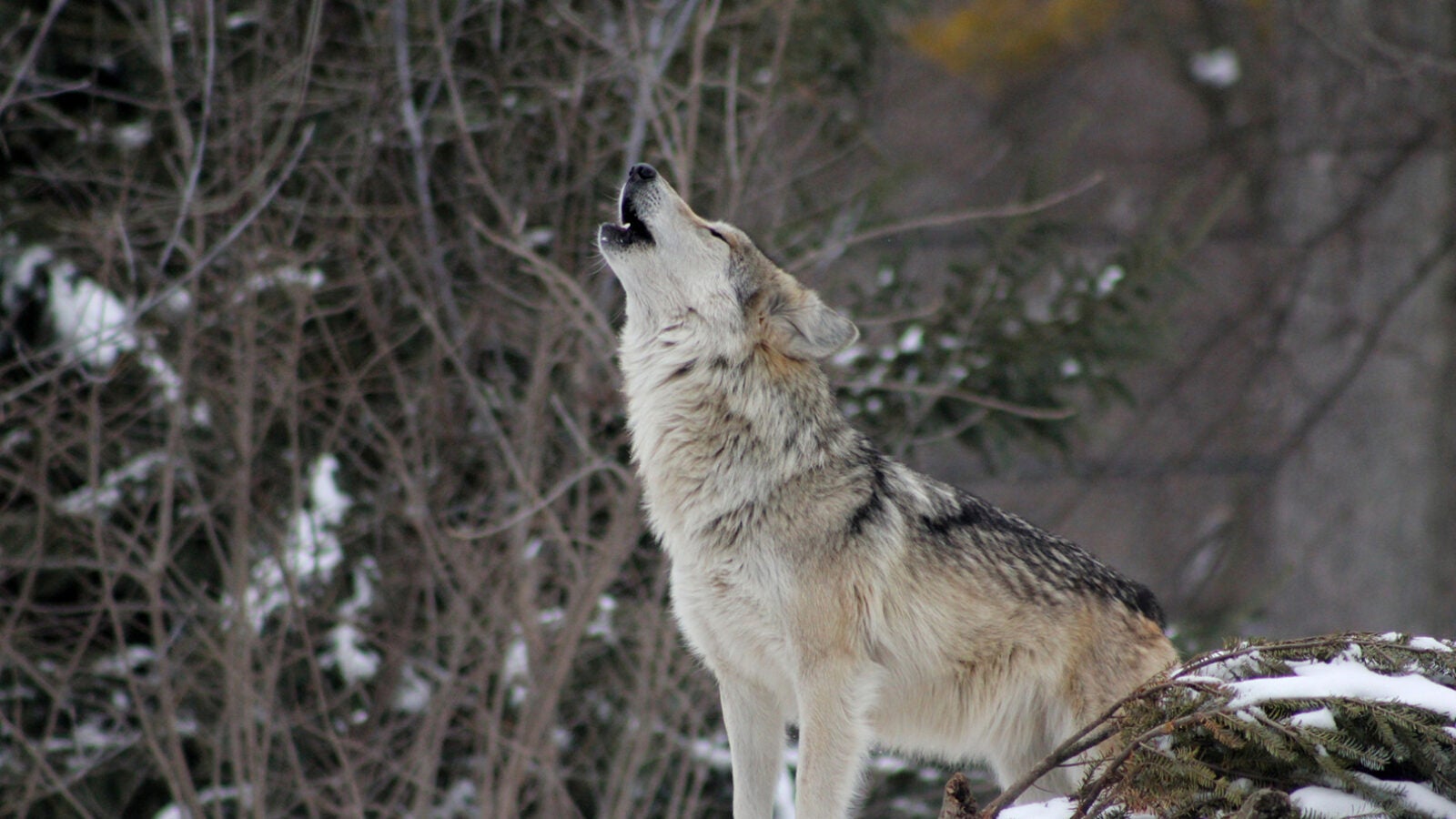 Travel Society Wolves Yellowstone 2026