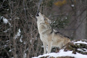Travel Society Wolves Yellowstone 2026