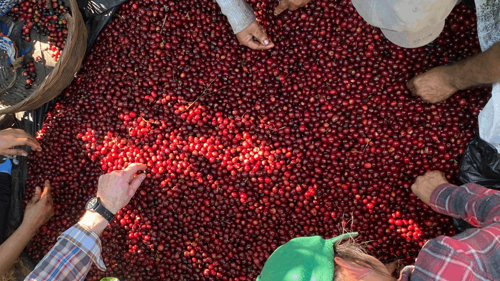 harvesting coffee beans