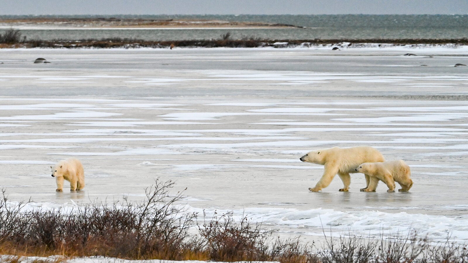 Travel Society Polar Bears Churchill 2026