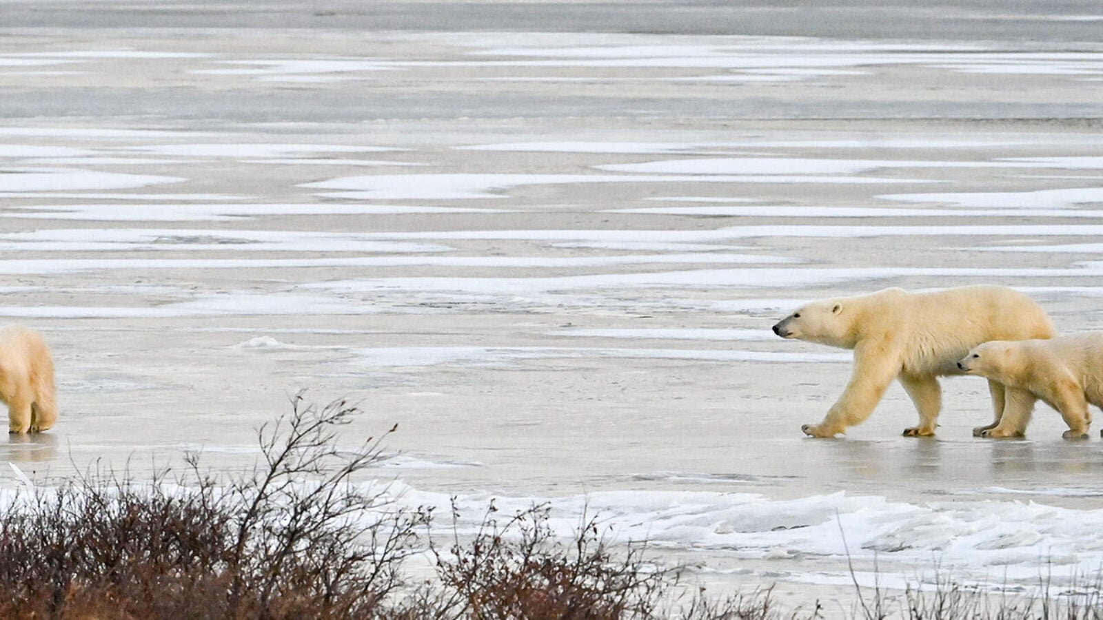 Travel Society Polar Bears Churchill 2026